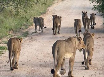 Guided vs Self Guided Safari Tours in Kruger
