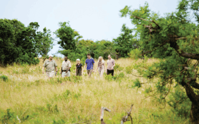How to Choose the Best Kruger Safari
