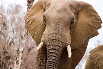 8 Things to Pack for a Kruger Safari (That You’d Never Expect)