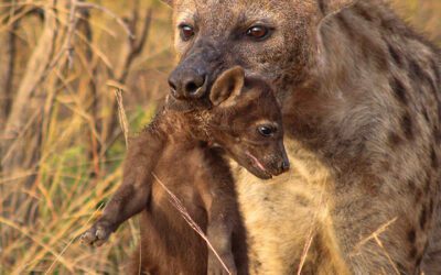The Kruger National Park Left Reeling Following Historic Flooding