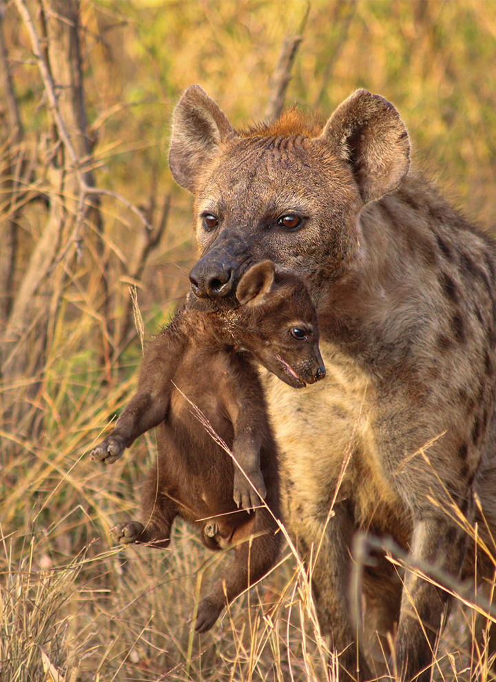 Kruger full-day safari Kruger full-day safari