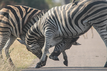 Kruger Private Safari vehicle