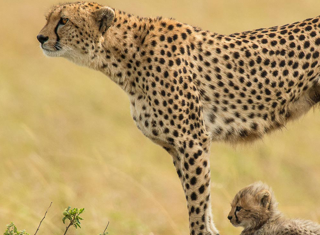 Moholoholo wildlife tours
