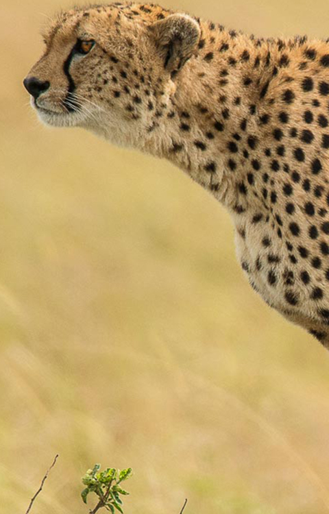 Moholoholo wildlife tours