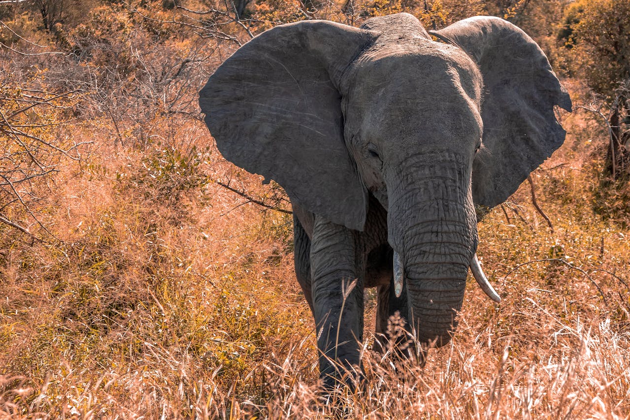 How to Prepare for a Kruger Summer Safari How to Prepare for a Summer Safari