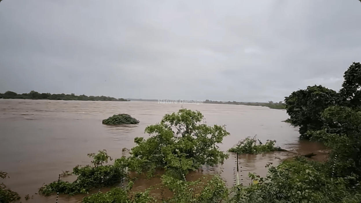 Screenshot from Nature Damage Youtube Channel