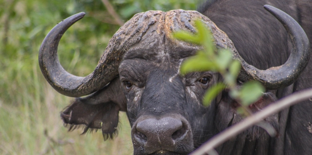 Cape Buffalo seen on Kruger National Park safari