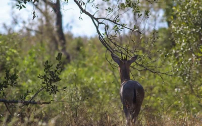 Best time for a Kruger safari: why late winter wins