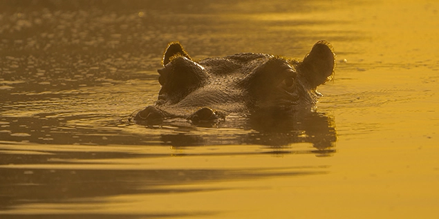 Hippo seen on Kruger Park Night safari
