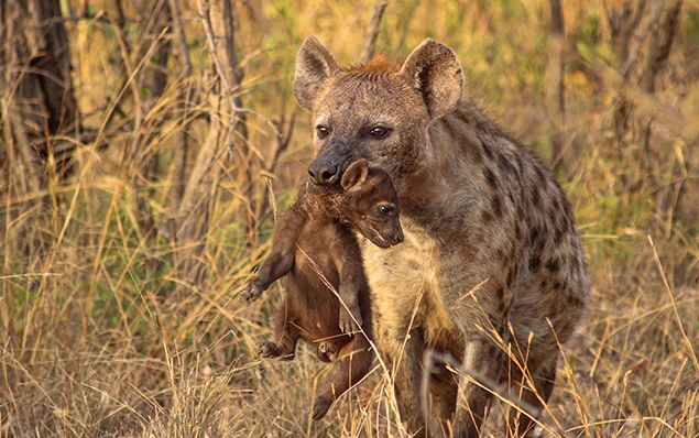Hyena Seen on Kruger National Park safari