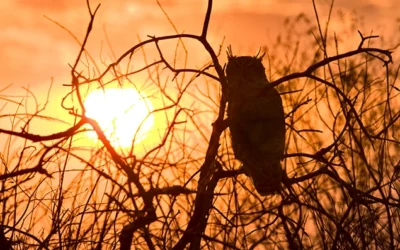 Kruger Park Night Drives: A Complete Guide