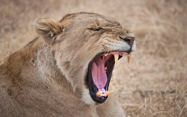 First Time Kruger Park Safari Guide