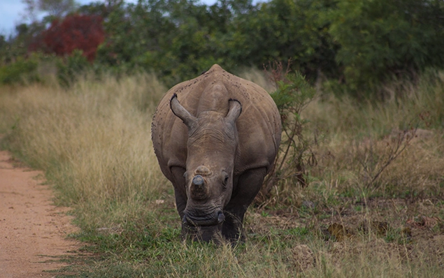 Rhino seen on Kruger National Park safari