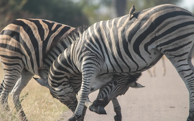Zebras seen on Kruger National Park safaris