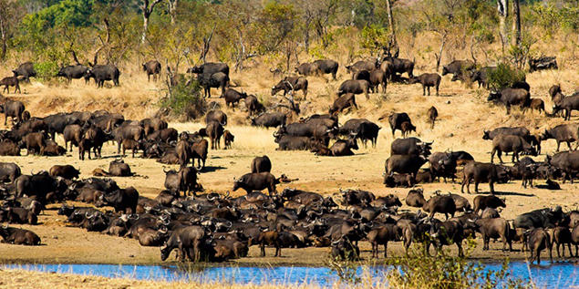 Cape buffalo seen around the wateringhole