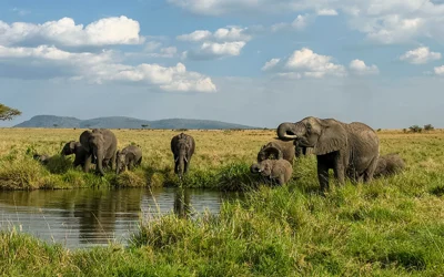 About the Southern Kruger Waterholes