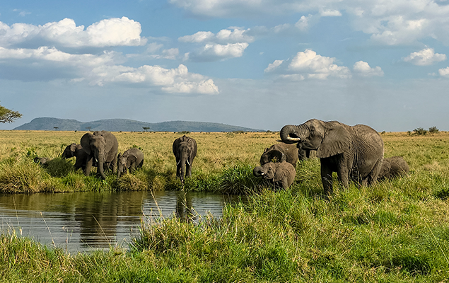 Elephants drinking water at watering hole Elephants drinking water at watering hole