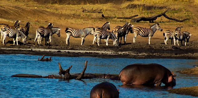 Kruger animals at Waterhole