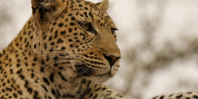 Leopard in Kruger National Park