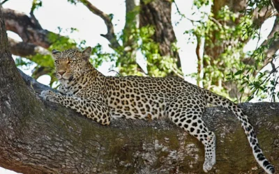 Spotting Leopards in Kruger: Expert Safari Tips