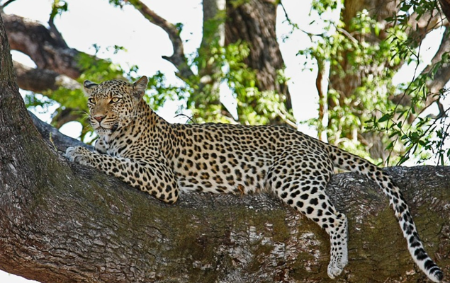 Leopard seen in a tree on Kruger Park safari Leopard seen in a tree on Kruger Park safari